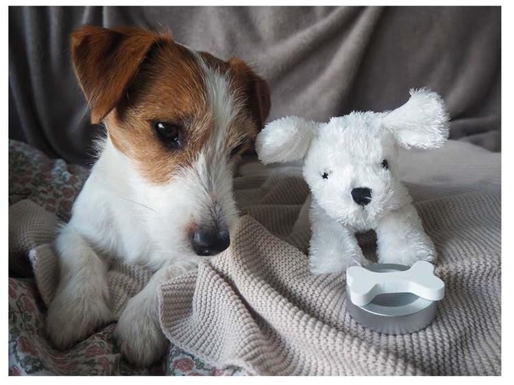 JaBaDaBaDo, hund i veske - Bilde 5